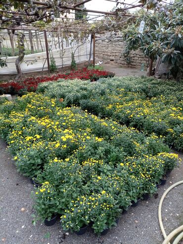 Çöl bitkiləri: Müxtəlif rəngli Xrizantema payızgülü güllərinin topdan və pərakəndə — 6