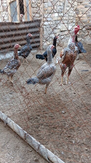 çoban iti satılır: Toyuq, Damazlıq, Ünvandan götürmə