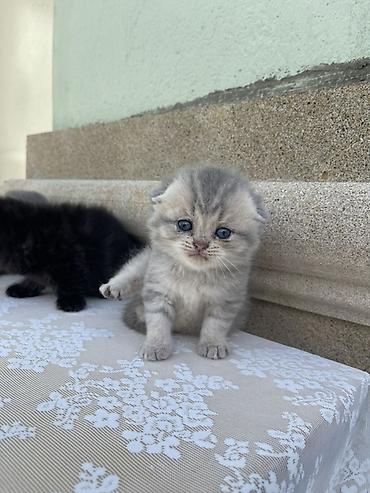 Pişiklər: Britan, Erkək, Yaxşı əllərə — 15