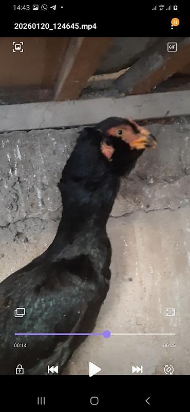 Птицы: Дакан курочка бородачка большая примерна 4кг цеплять даёт хороших — 4