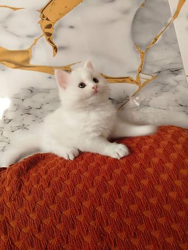 Кошки: Məhsul: Pişik balaları Təsvir: - Şəkillərdə iki fərqli pişik balası — 3