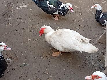 Ördəklər: 2 Erkey 10 dişi yumurtamaq üzredi CİDİ fikri olan YASİN burda ve ya — 7