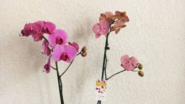 клематис бал цветов купить: Фаленопсис — комнатная орхидея с крупными цветами. - Окраска