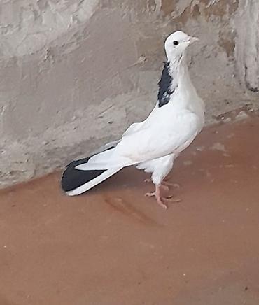 Göyərçinlər: Erkey — 5