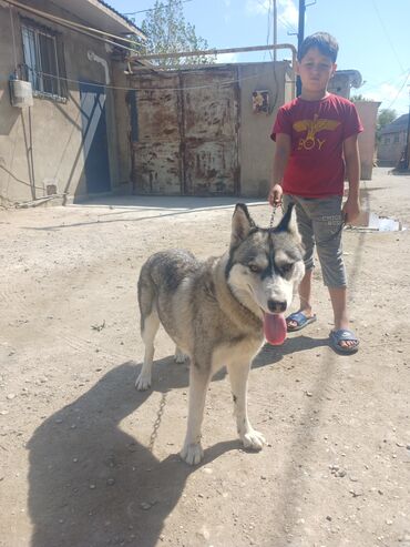 setter it cinsinin digər adı: Xaski, 2 ay, Dişi, Ünvandan götürmə