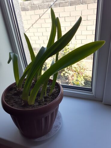 Замиокулькас (Долларовое дерево): Продаю комнатные цветы срочно только оптом цена договорная — 3