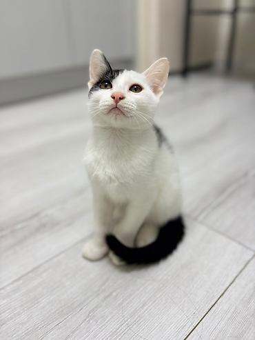 котята кант: Отдам двух котят мальчиков в хорошие руки. Малышам 3,5 месяца. На — 3