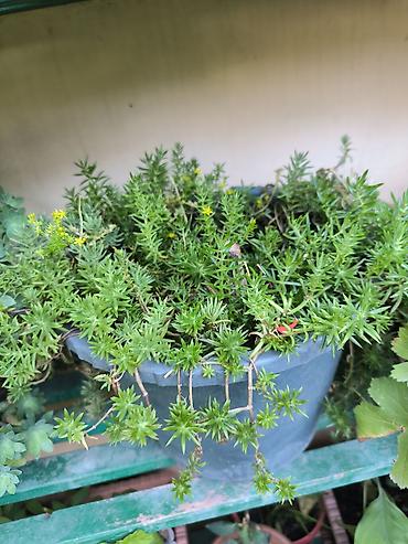 diffenbaxiya bitkisi: Asparaq Gusquluğu (Asparagus densiflorus ‘Sprengeri’) – dekorativ otaq — 1