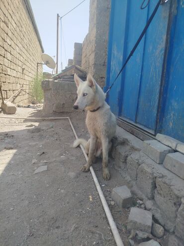 aylıq kirayə evlər: Xaski, 8 ay, Erkek, Cütləşmə üçün, Pulsuz çatdırılma