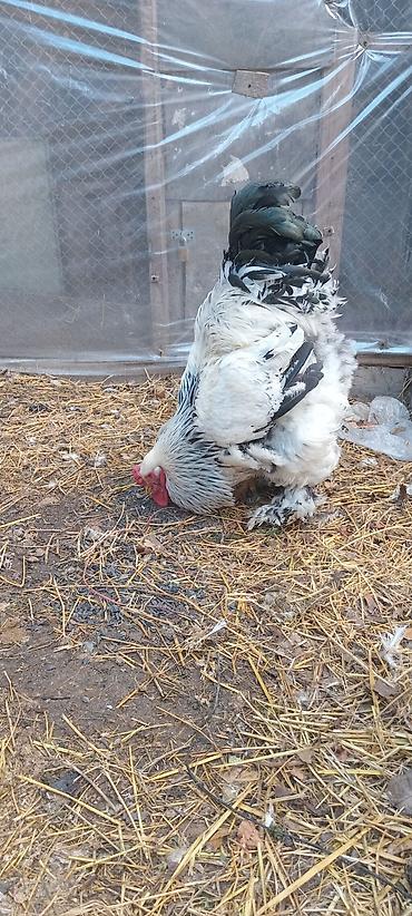 Toyuqlar: Toyuq, Brama, Damazlıq — 10