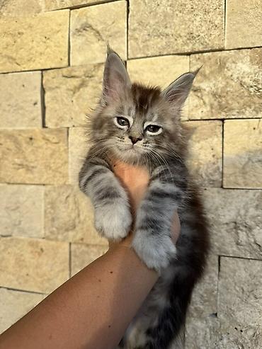 кошка породы мейн кун: Котёнок породы мейн-кун. Особенности: - Окрас: серебристый мрамор — 1