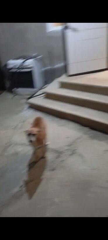 Uzunmüddətli kirayə evlər: 3 kv. m, 3 otaqlı, İnternet, Telefon, Qaz — 6