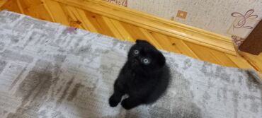 Pişiklər: Britan, Erkək, Dişi, Ünvandan götürmə -da lalafo.az — 4 Pişiklər: Britan, Erkək, Dişi, Ünvandan götürmə — 4