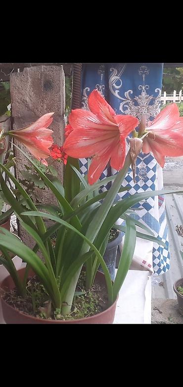 torf satilir: Qırmızı-ağ zolaqlı Amaryllis (Hippeastrum) saksı gülü - Növ — 1