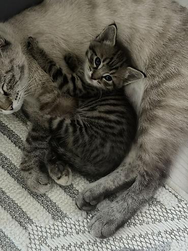 Животные: Котята от домашней кошки - Окрас: тигровый табby, серо-черные — 4