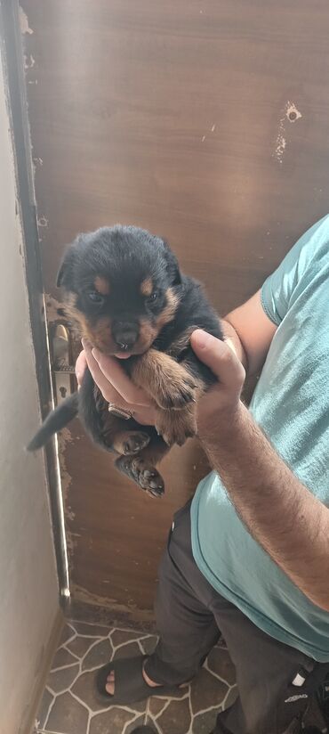 İtlər: Rotveyler, 1 ay, Dişi