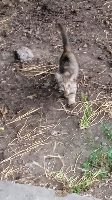 Отдам даром собаку: Собака даром: 7 месяцев, Самец — 16