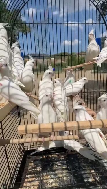 Tutuquşları: 6 ayliq albinoslar cutu 230 azn