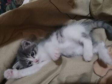 стрижка кошек с выездом на дом: Котята, окрас серо-белый (пятнистые). Пушистые, с мягкой шерстью