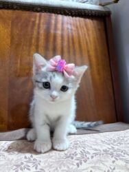 pişik yarım tip: Britan, Dişi lalafo.az -da pişik yarım tip: Britan, Dişi