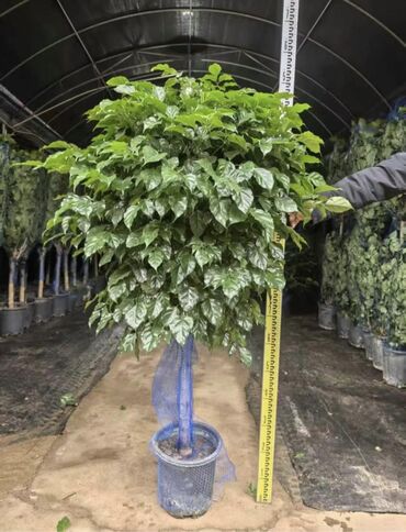 Пальмы: Пальмы Дипсис Монстеры, Бадьян Аннисовый,Корица, Стрелиция at lalafo.kg — 14 Пальмы: Пальмы Дипсис Монстеры, Бадьян Аннисовый,Корица, Стрелиция — 14