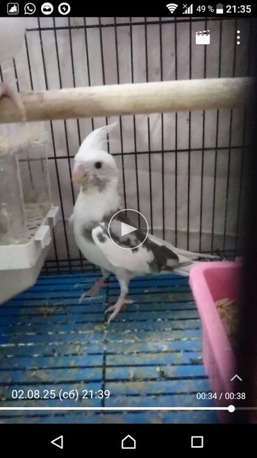 Tutuquşları: Quşlar satlır karella bülbül,fişer,nerazlucnik və sayri münasib — 22