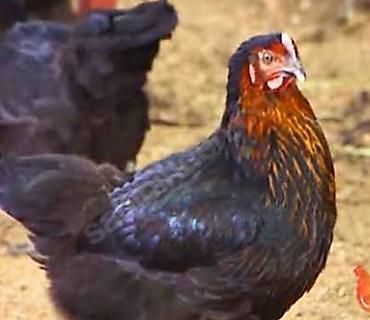 dekorativ toyuq: Toyuq, Australorp, Damazlıq, Ünvandan götürmə, Pulsuz çatdırılma, Ödənişli çatdırılma — 8
