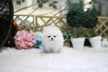 We have very healthy Pomeranian puppies available for adoption. The