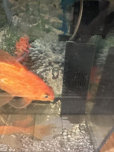 akvarium qiymetleri: Dördbucaq akvarium, Balıqlarla birlikdə, 100 l, Ödənişli çatdırılma — 1