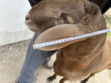 Бараны, овцы: Продаю | Баран (самец) | Полукровка | Для разведения | Осеменитель — 4