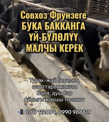 я ишу работу бишкек: Совхоз Фрунзеге БУКА БАККАНГА ҮЙ-БҮЛӨЛҮҮ МАЛЧЫ КЕРЕК Турак-жай