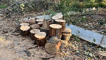 дрова лес: Дрова — 1