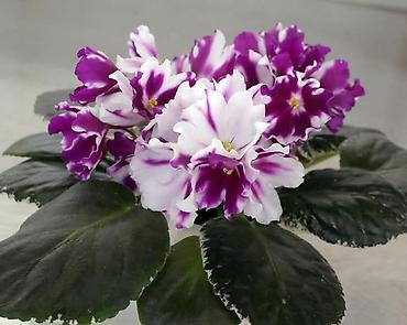 Фиалки и глоксинии: Продаю стартеры взрослые сортовые фиалки 🌺🌿🌺. Цены 200-250-350сом — 28