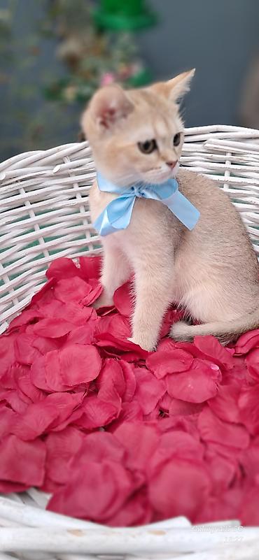 pişik şotlant: 🐱 Gold Şinşilla balaları satılır 🐱 ✨ Çox gözəl qızılı rəng və yumşaq — 4