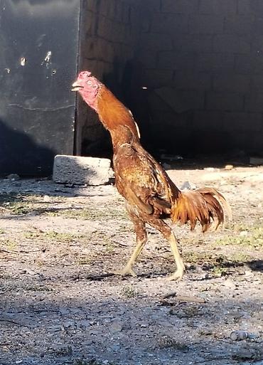 barter xoruz: Diqqətlə oxu 👉 qiymət razılaşma yoluynan Salam yaxşı qan xətti xoruz — 3