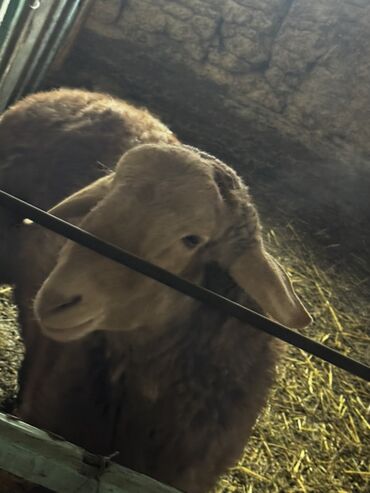 Бараны, овцы: Продаю | Овца (самка), Баран (самец) | Арашан — 10