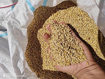 dorado balığı qiyməti: Salam. Yeni biçim arpa var. Qiymət 40 qəpikdən. Açıq şəkildə satılır — 2