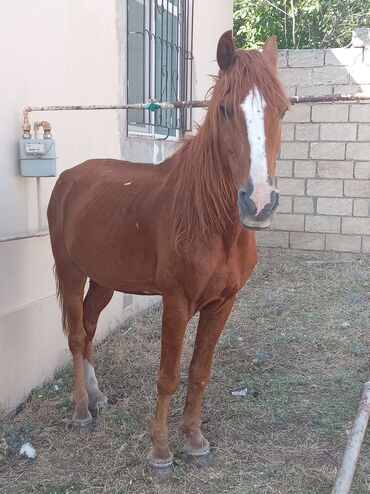 ördək balası: Dişi, il: 6