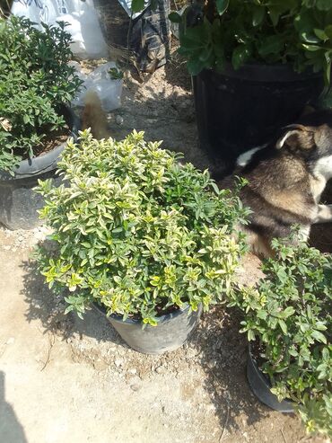 Tinglər: Həmişəyaşıl dekorativ kollar – qablarda - Növ: Euonymus japonicus — 21