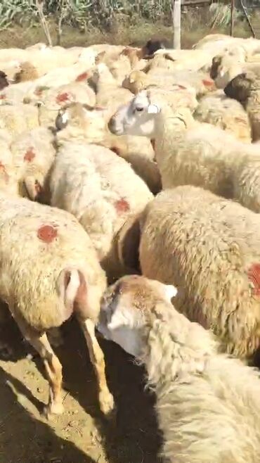 Qoyunlar, qoçlar: Dişi, il: 1, 50 kq, Damazlıq, Ünvandan götürmə — 5