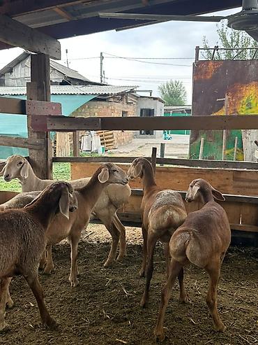 американский овчарка: Продаю | Ягненок | Арашан | Для разведения | Ярка — 8