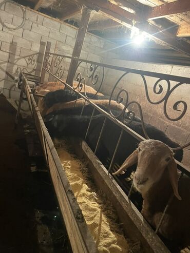 Бараны, овцы: Продаю | Ягненок, Баран (самец) | Полукровка | На забой | Осеменитель, Племенные — 12