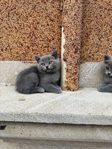 Pişiklər: Şotland yastı qulaq, Erkək, Dişi, Yaxşı əllərə, Ünvandan götürmə, Pulsuz çatdırılma, Ödənişli çatdırılma — 136