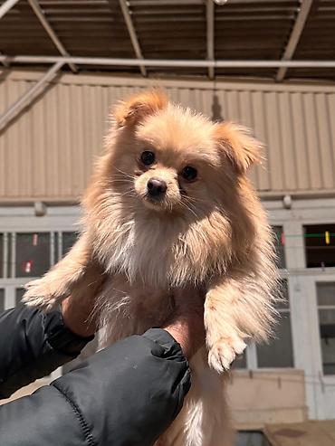 İtlər: Şpitz — 9