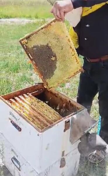 Мёд: Продаю мед из Ат-Башы.
Цена 450 сомов за кг.
Оптом и в розницу