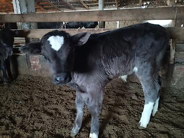 Коровы, быки: Продаю | Музоо, торпок | Для разведения — 10