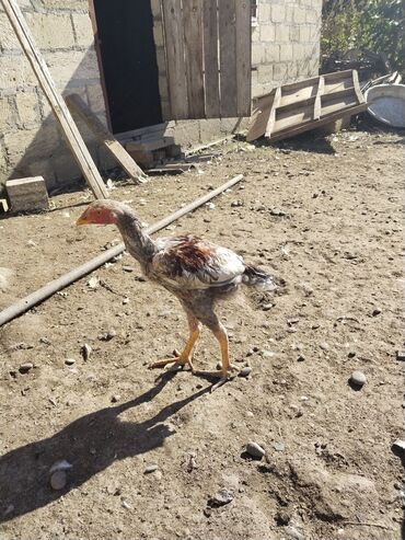 Xoruzlar: Xoruz, il: <1 — 12