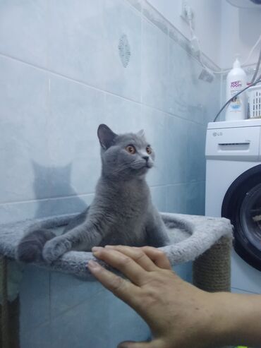 Мышыктар сатылат: Британ кыска жүндүү, 2 жаш, Ургаачы, Көгүлтүр, Лотокко барууга үйрөтүлгөн