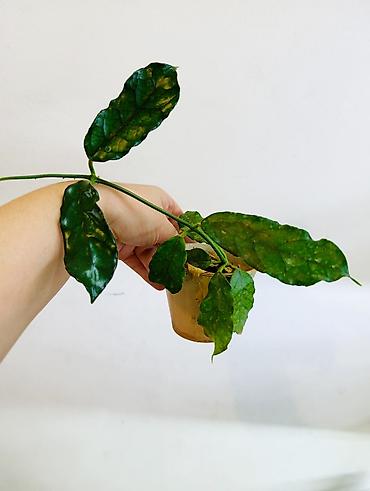 Драцены и Сансевиерии: Драцена (разные виды, в горшках) находится в Кара Балте - Эффектные — 20