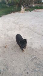 qeweng it adlari: 2 ay, Dişi